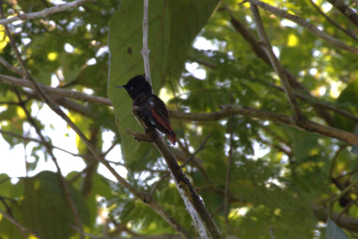 kolibřík červenohlavý - ML612227787