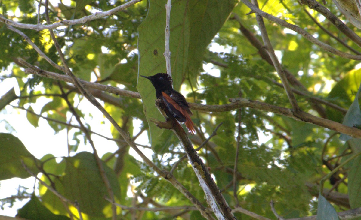 kolibřík červenohlavý - ML612227788
