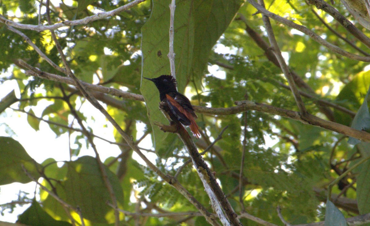 Ruby-topaz Hummingbird - Michael Muchmore