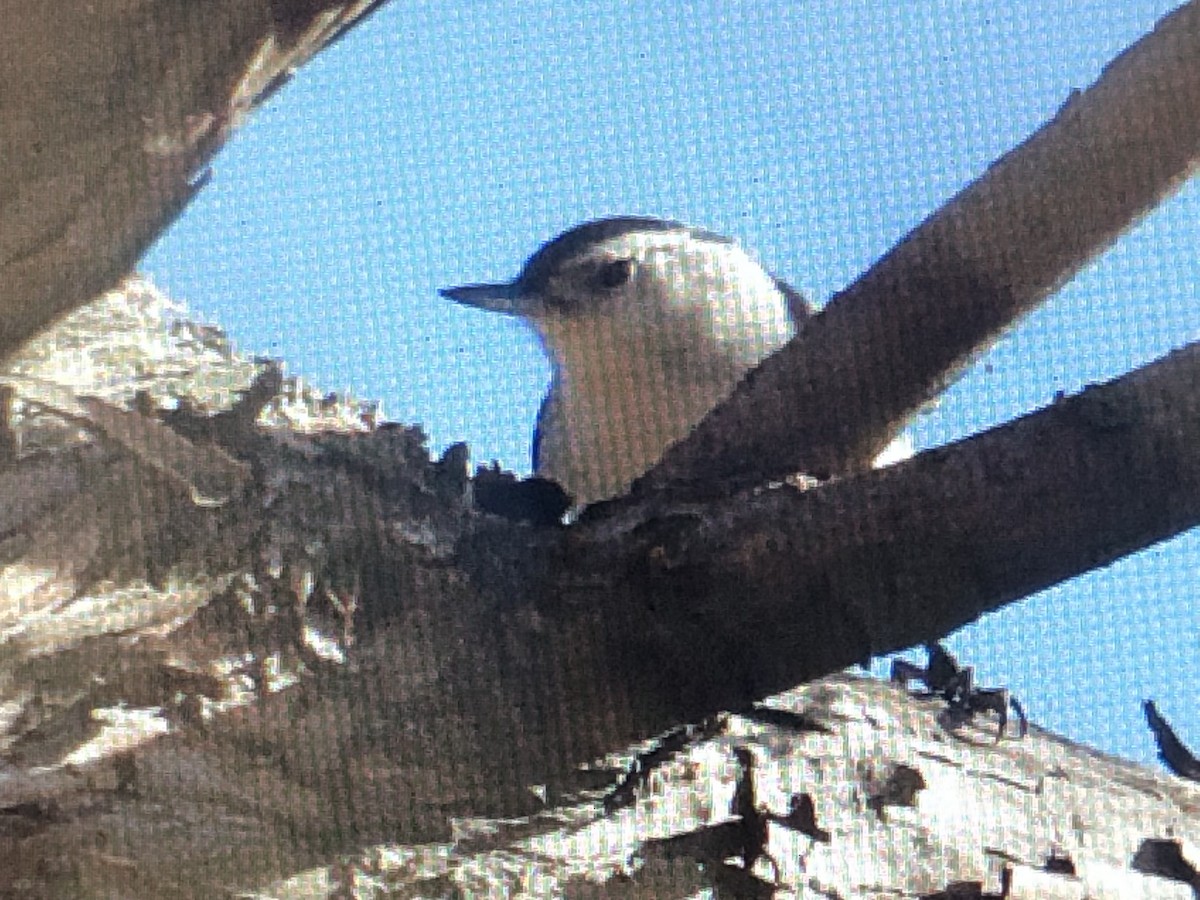 White-breasted Nuthatch - ML612227790