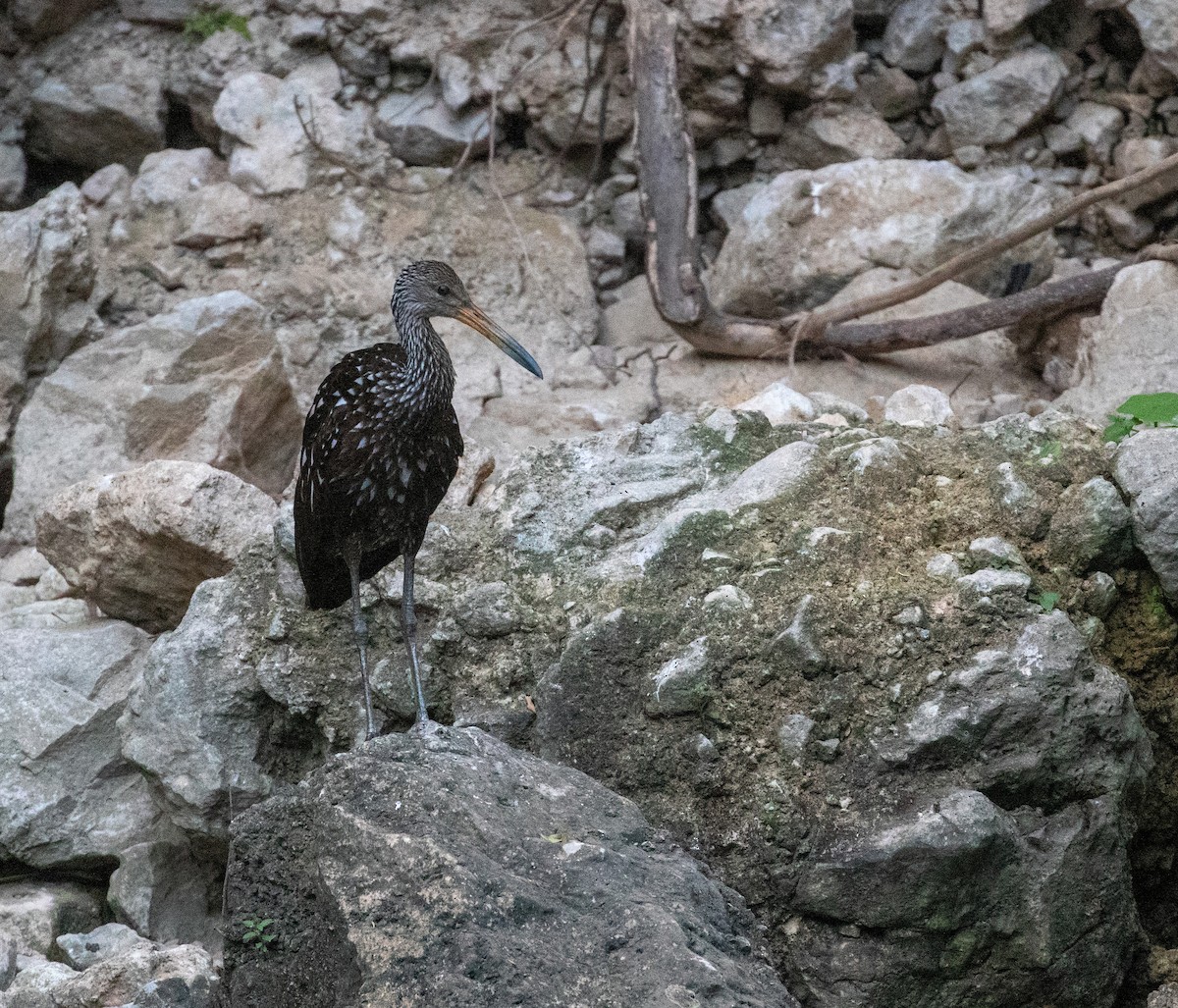 Limpkin - William Price