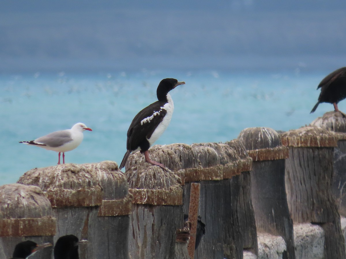 Cormorán de Stewart (chalconotus) - ML612228014