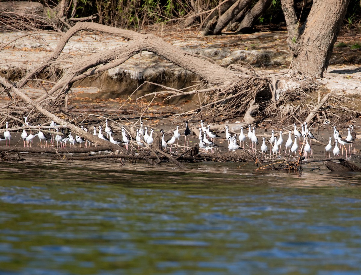 Black-necked Stilt - ML612228020