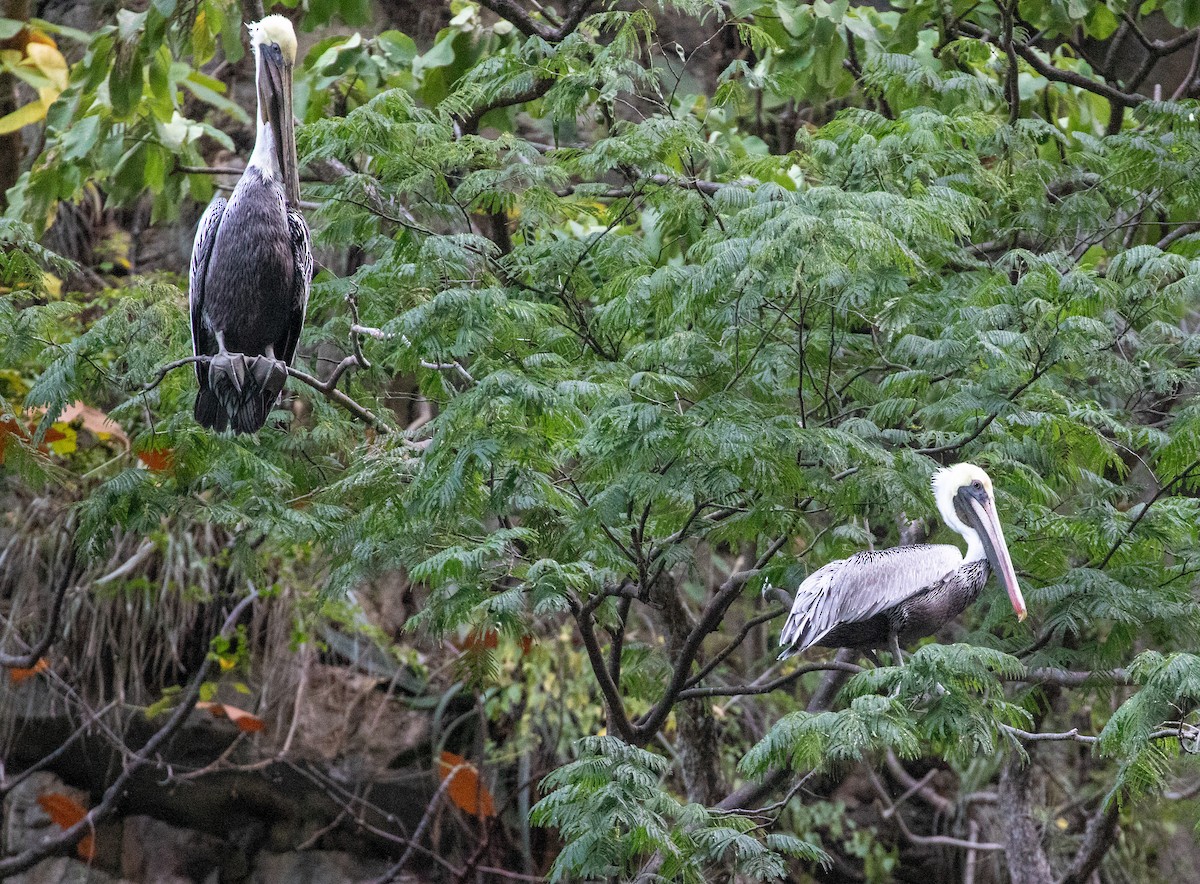 Brown Pelican - ML612228052