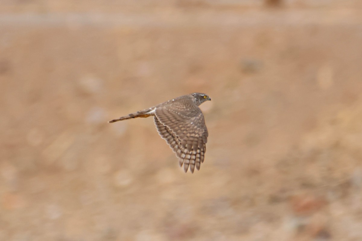 Eurasian Sparrowhawk - ML612228056