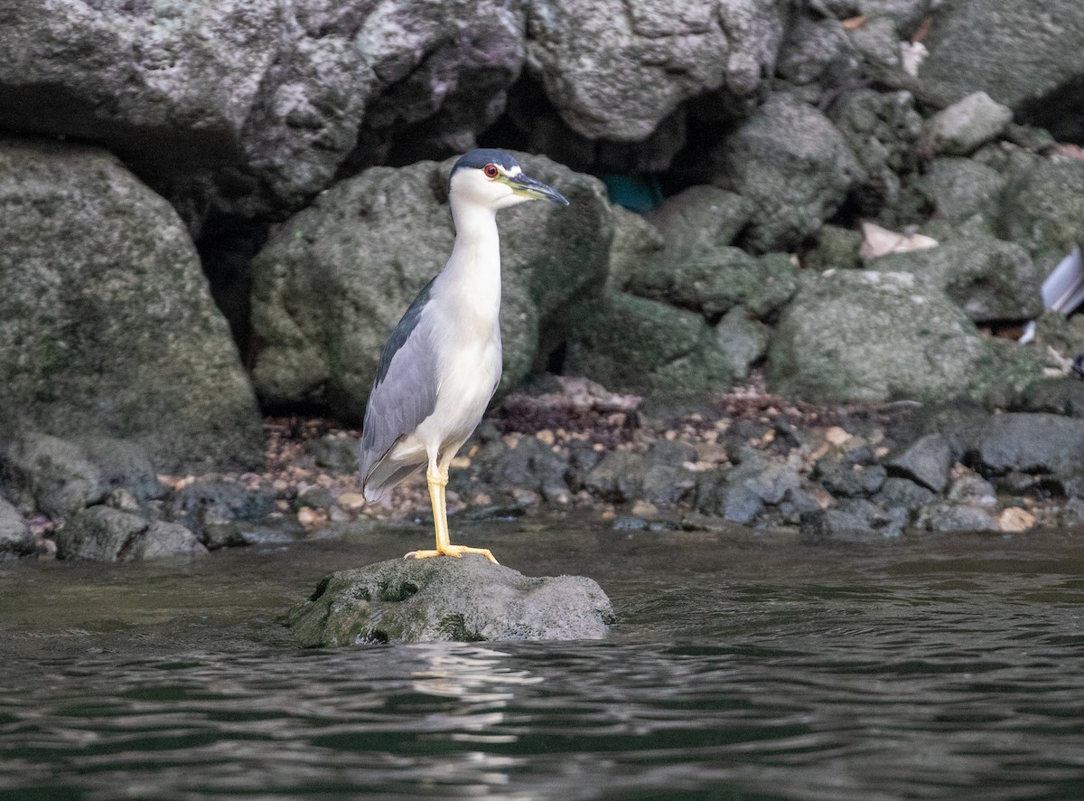 Black-crowned Night Heron - ML612228081