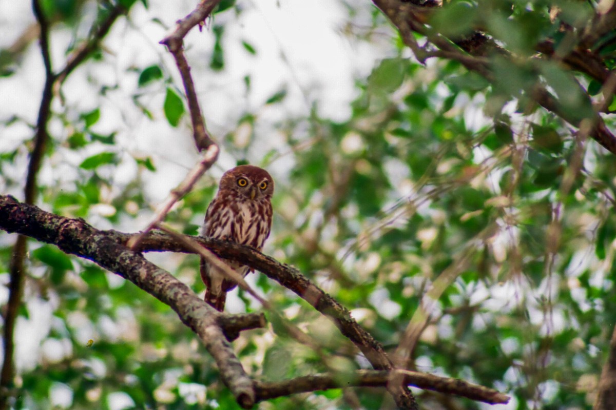 Pearl-spotted Owlet - ML612228098