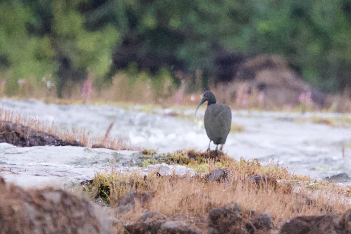 Green Ibis - John Bruin