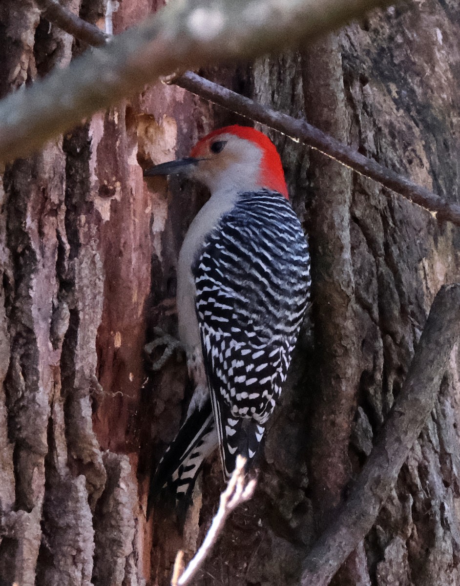 Red-bellied Woodpecker - ML612228128
