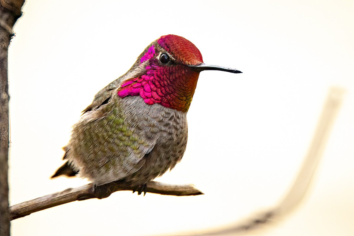 Anna's Hummingbird - John Richards