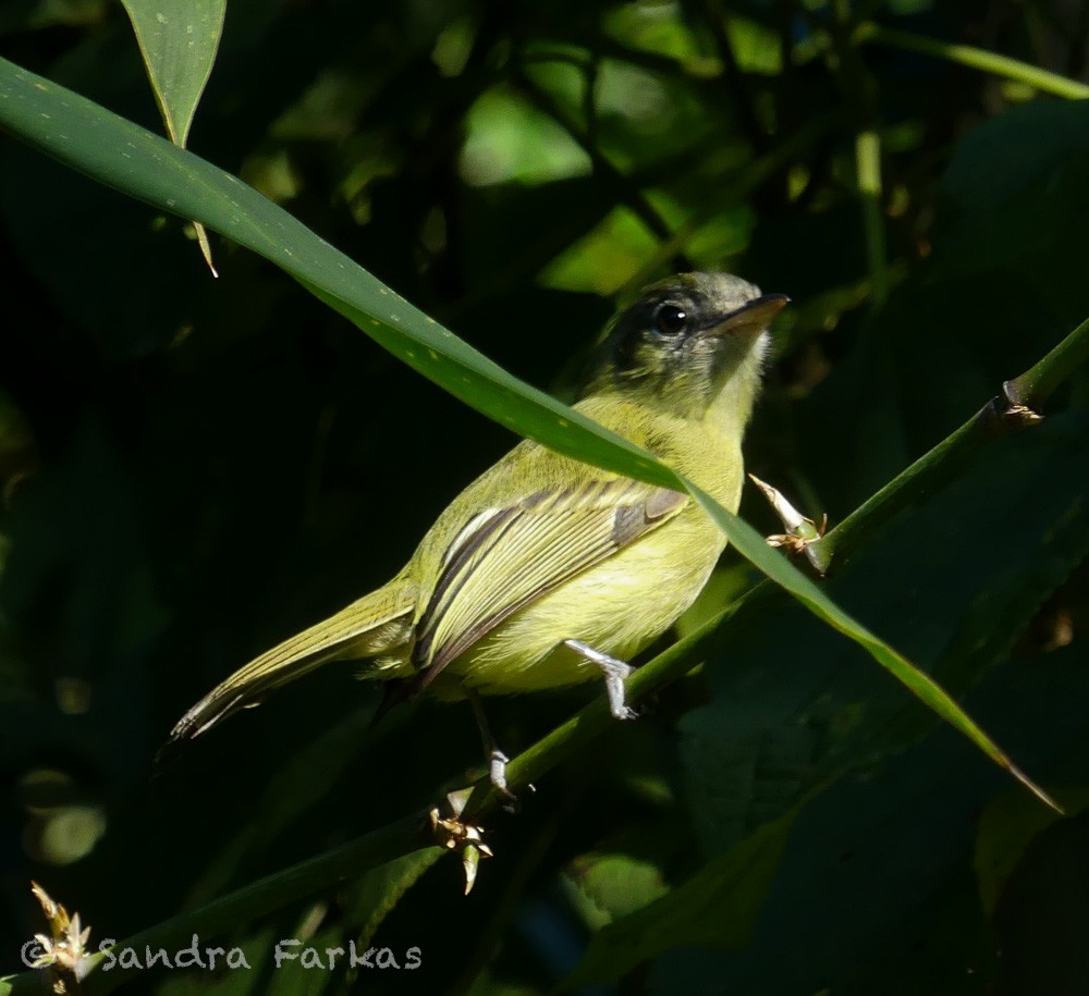 Yellow-olive Flatbill - Sandra Farkas