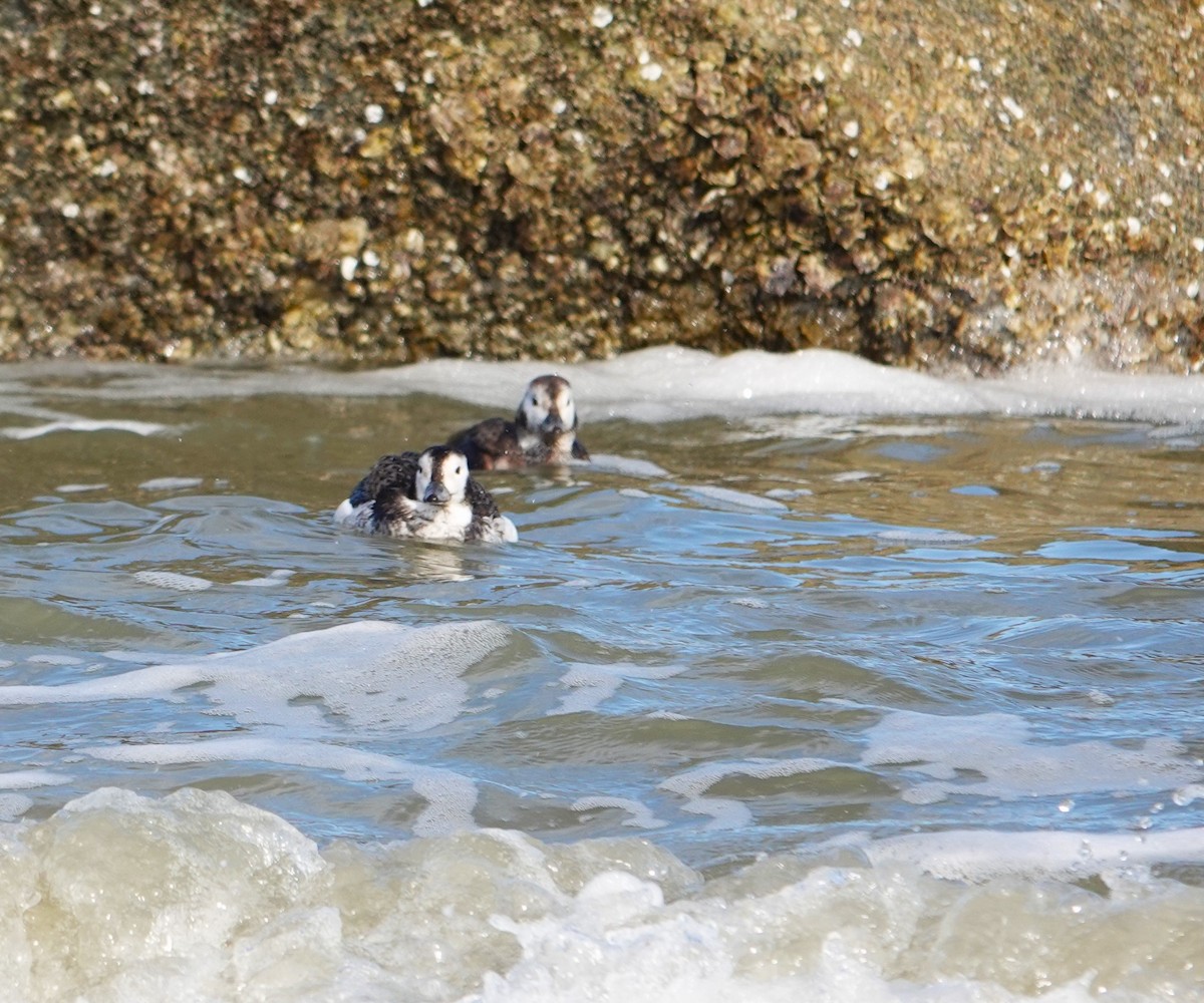 Long-tailed Duck - ML612228196