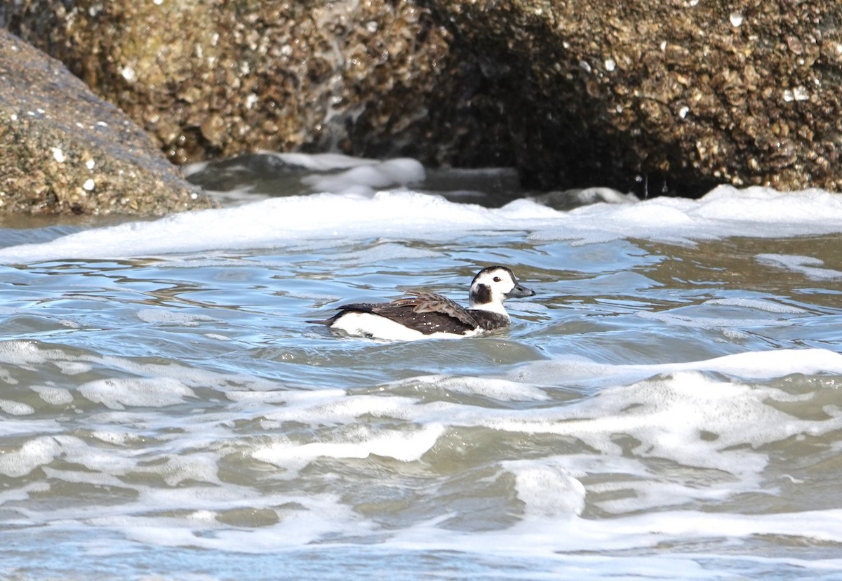 Long-tailed Duck - Mary Sweeney-Reeves