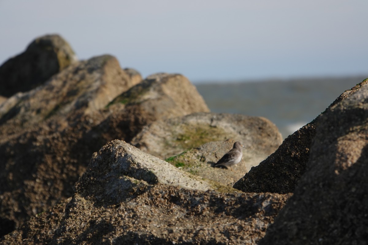 Purple Sandpiper - Mary Sweeney-Reeves