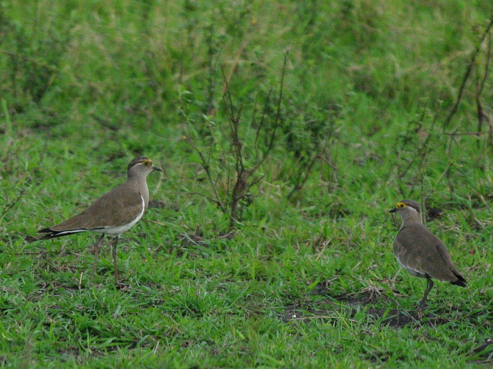 Brown-chested Lapwing - ML612228306