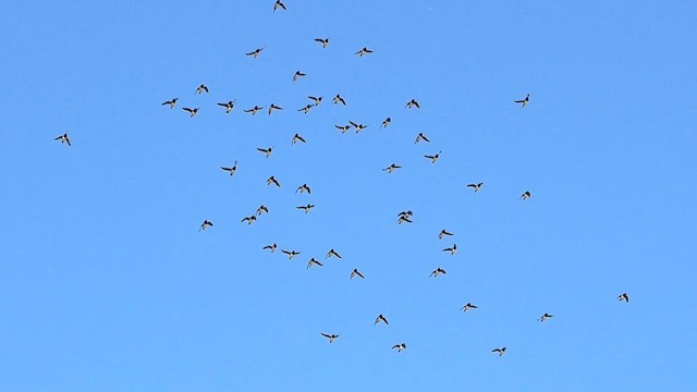 אלקה גמדית - ML612228354