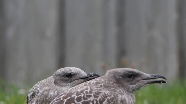 Мөнгөлөг цахлай - ML612228421