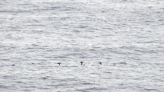 Thick-billed Murre - ML612228504