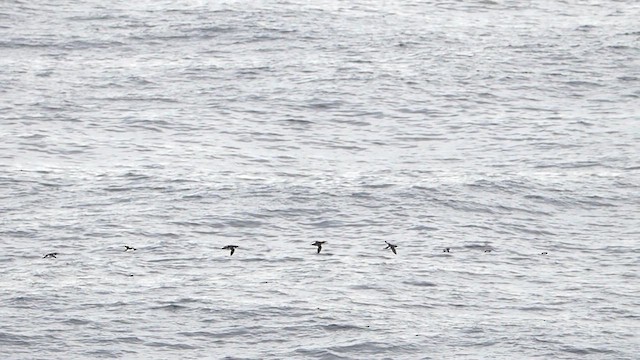 Guillemot de Brünnich - ML612228504