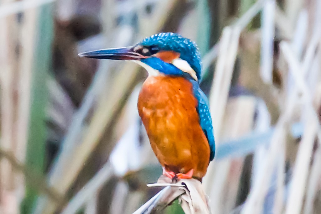 Common Kingfisher (Common) - ML612228515