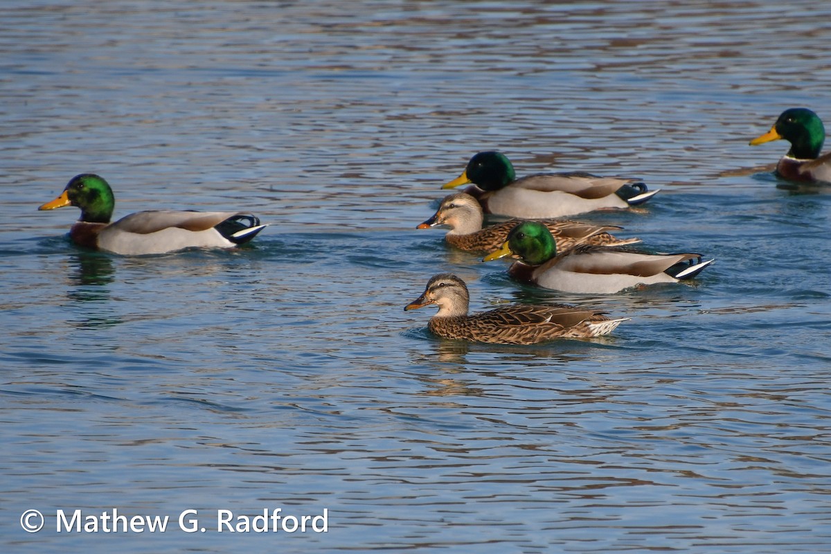 Canard colvert - ML612228554