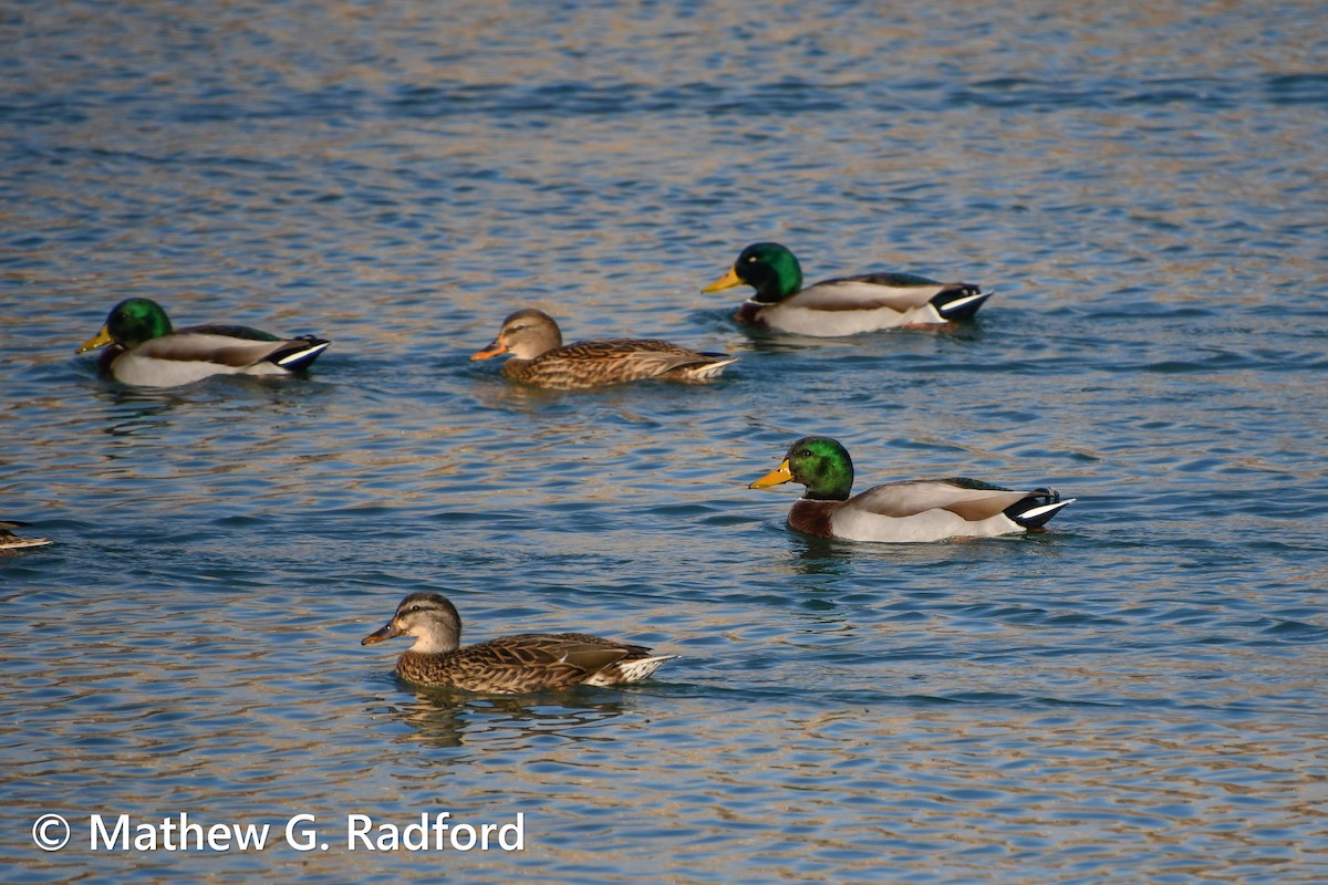 Canard colvert - ML612228555