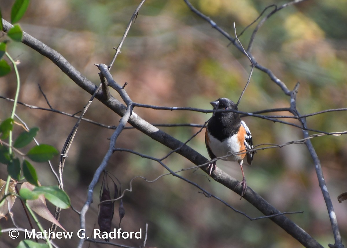 Spotted Towhee - ML612228562