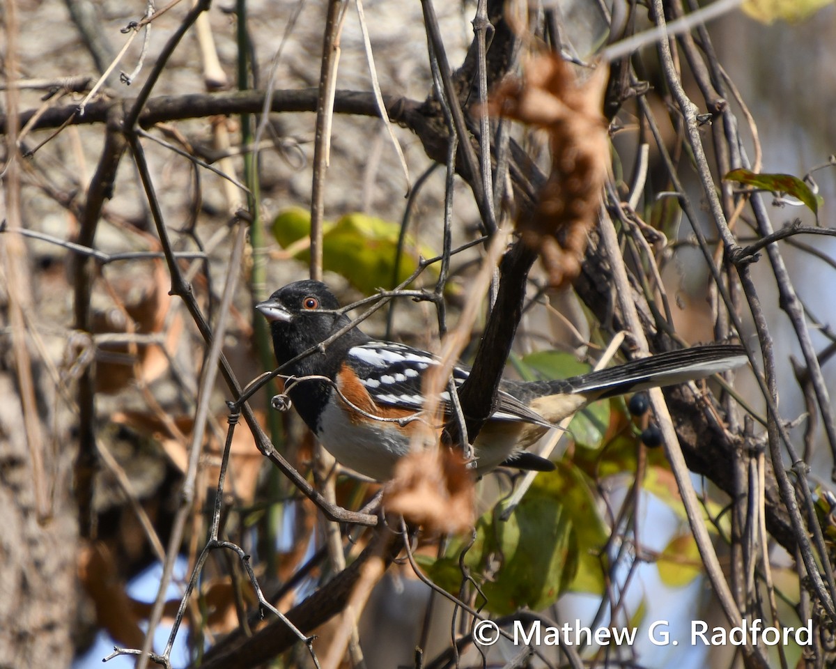 Spotted Towhee - ML612228563