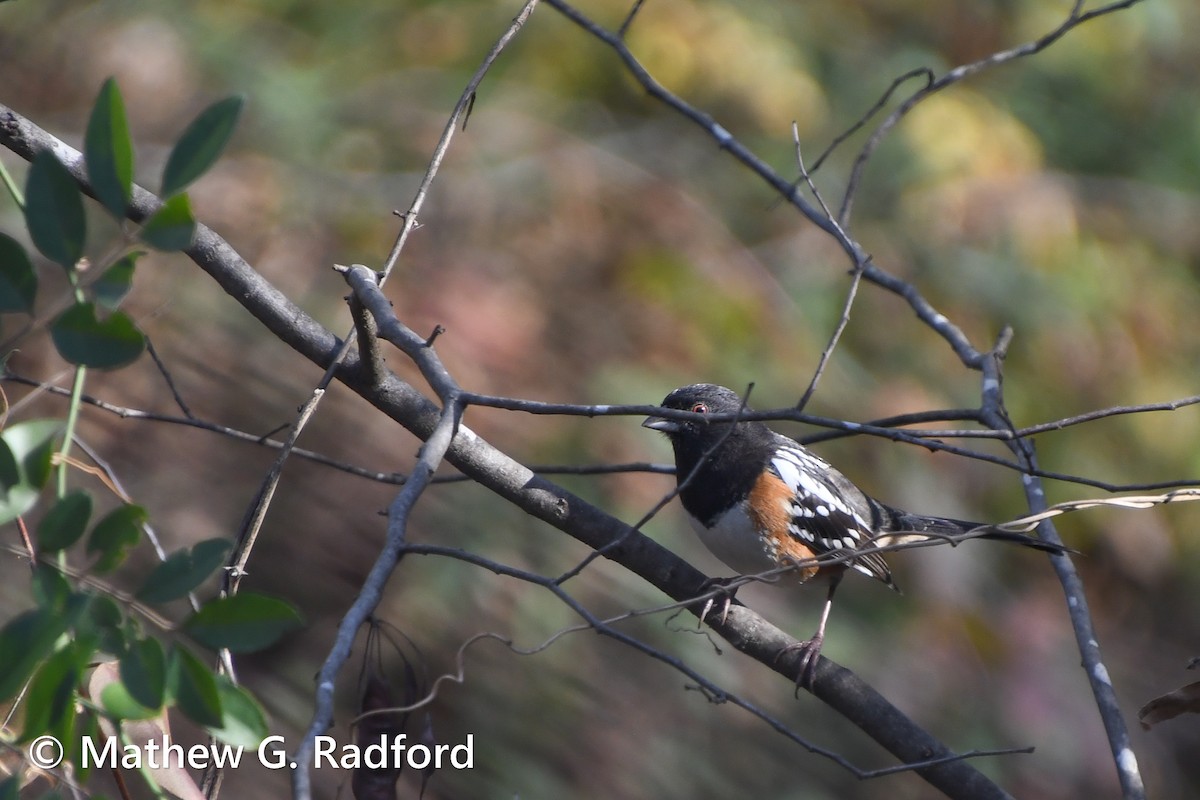 Spotted Towhee - ML612228564