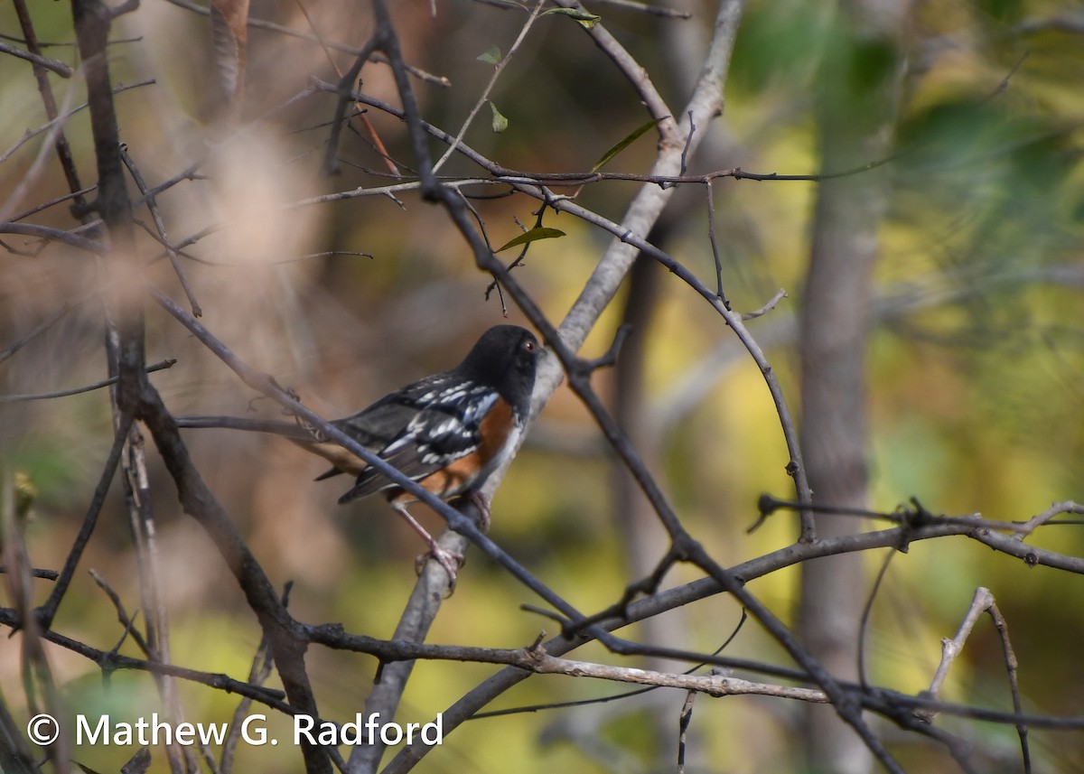 Spotted Towhee - ML612228565