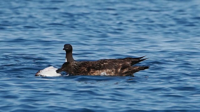 Great Skua - ML612228582