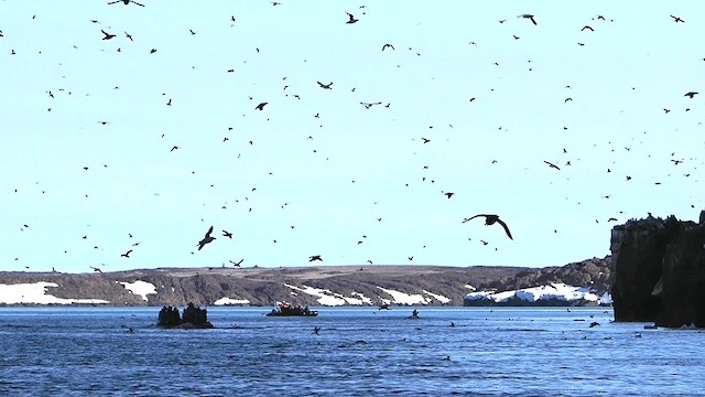 Thick-billed Murre - ML612228595