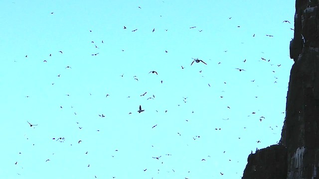 Thick-billed Murre - ML612228596