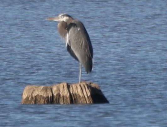 Great Blue Heron - ML612228599