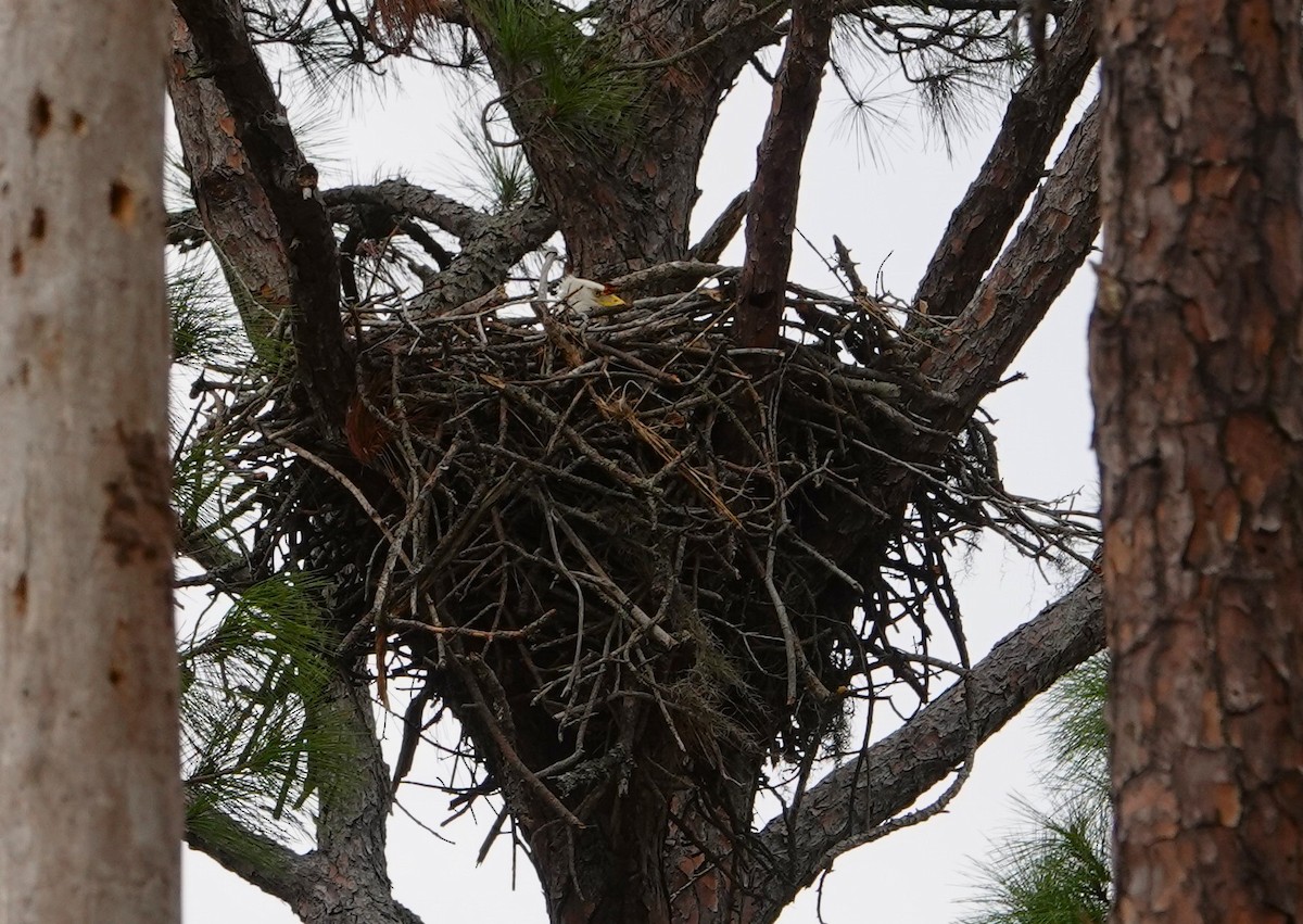 Bald Eagle - ML612228610