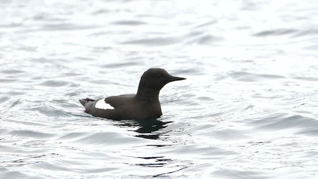 Black Guillemot - ML612228612