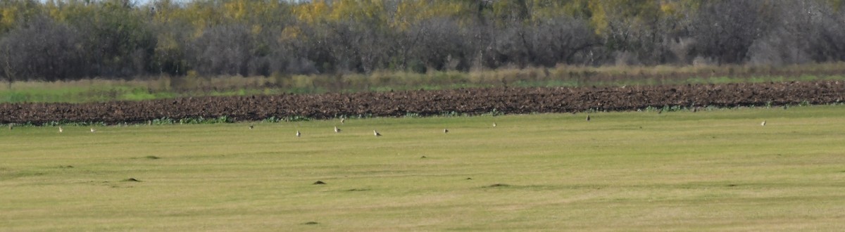 Chorlito Llanero - ML612228618