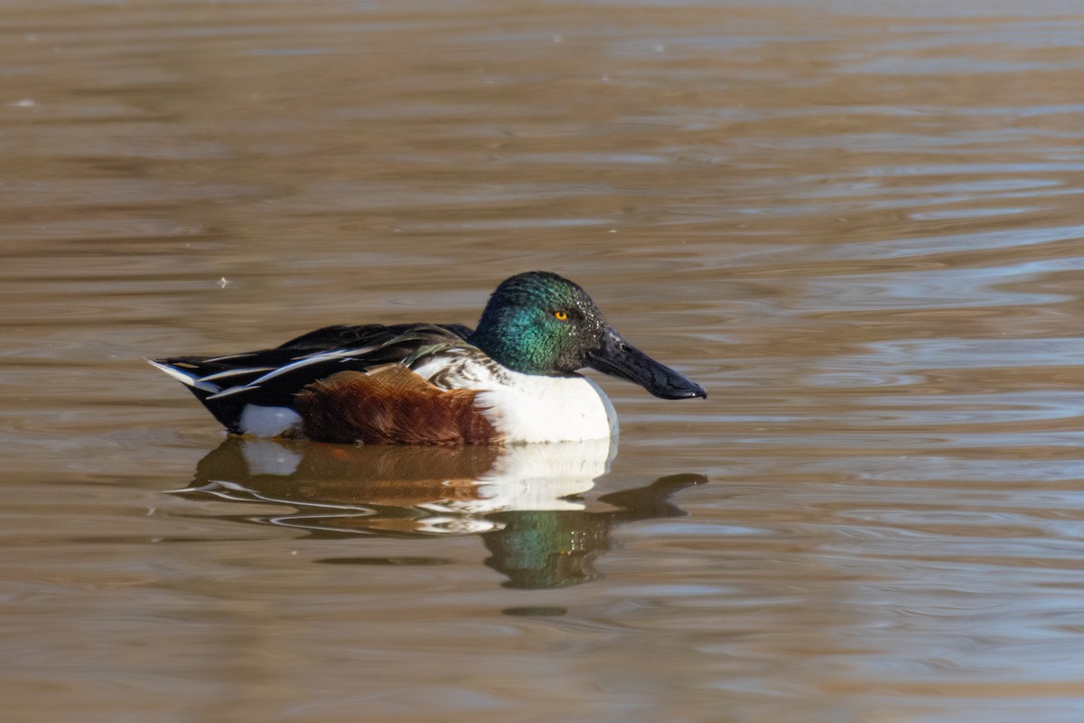 Northern Shoveler - ML612228626