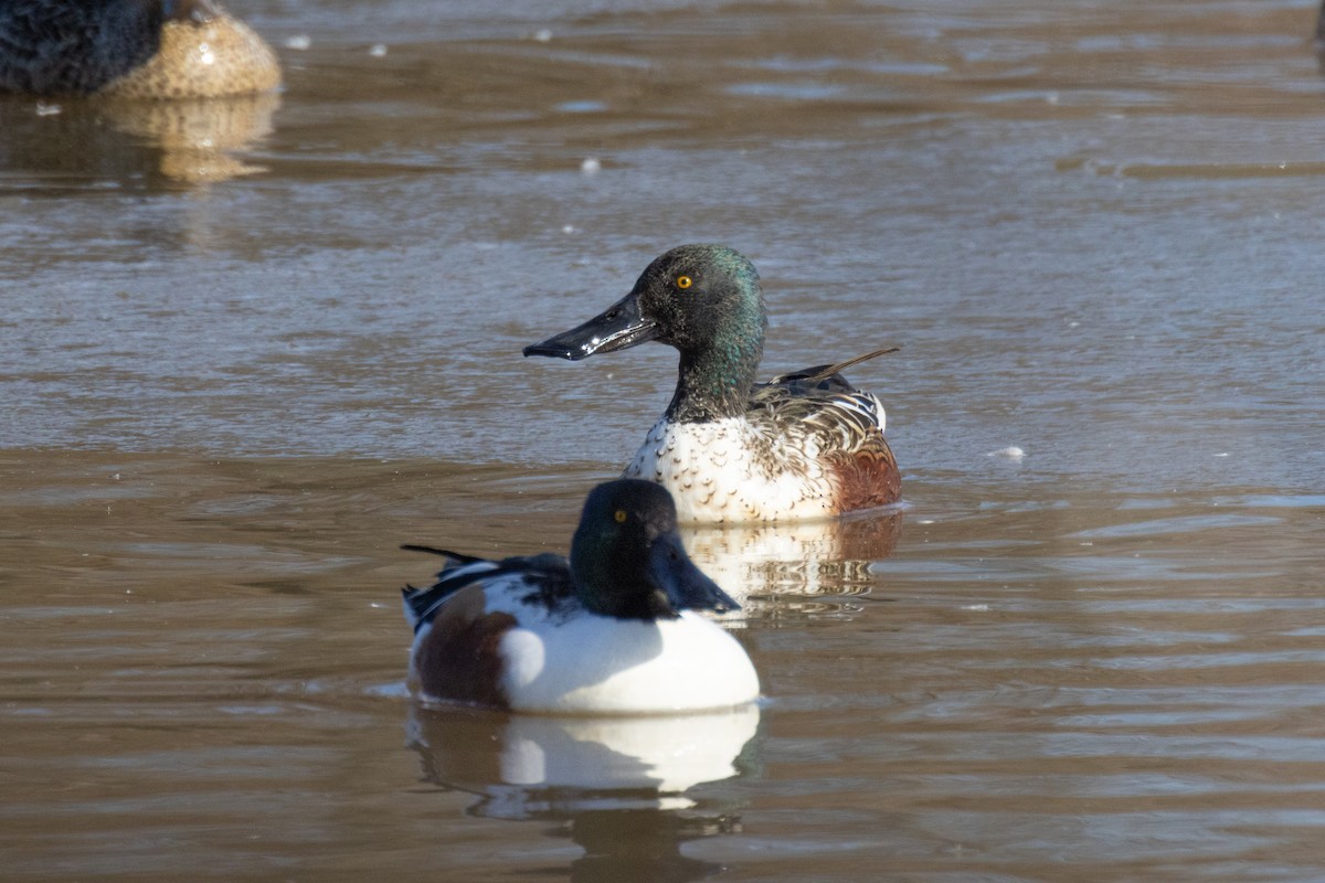 Northern Shoveler - ML612228627