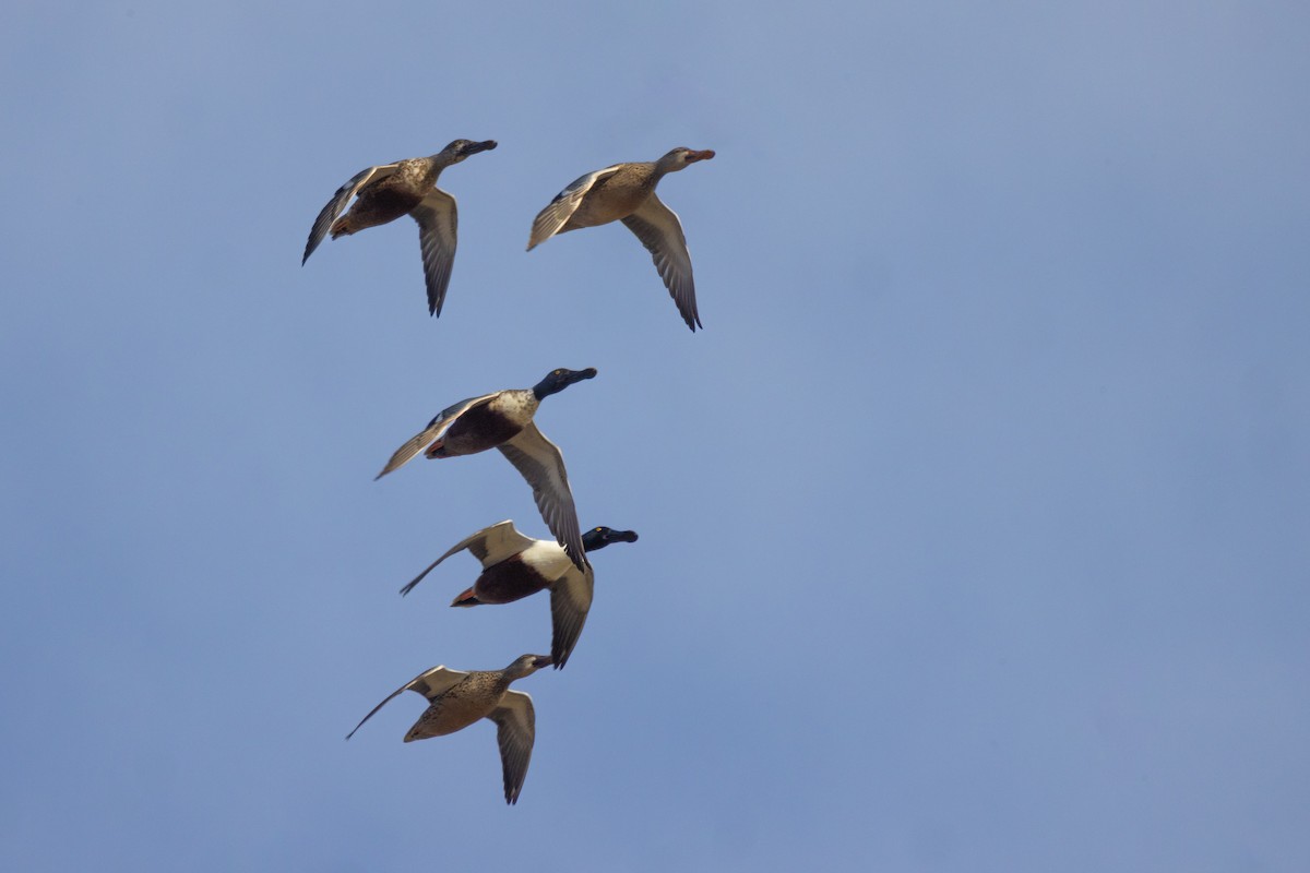 Northern Shoveler - ML612228628