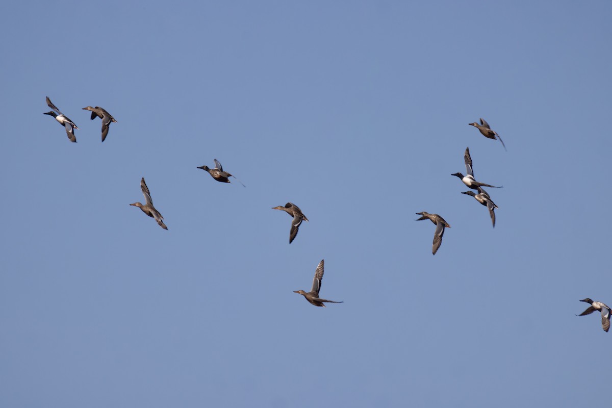 Northern Shoveler - ML612228629