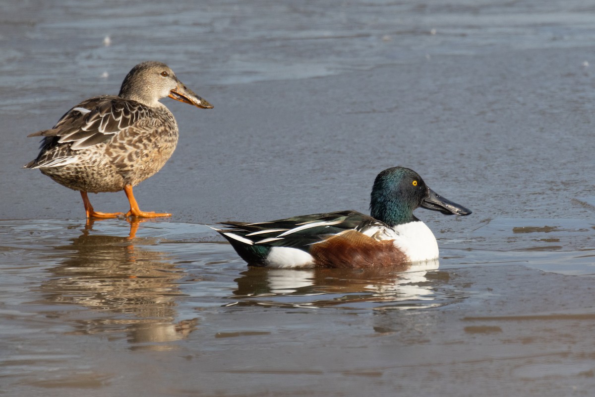 Northern Shoveler - ML612228630