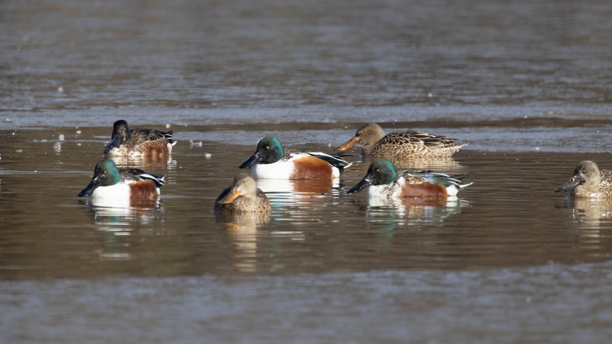 Northern Shoveler - ML612228631