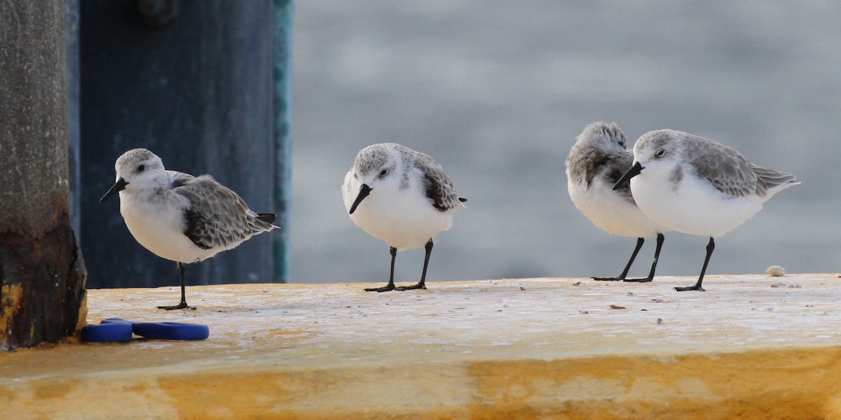 Sanderling - Lisa Yntema