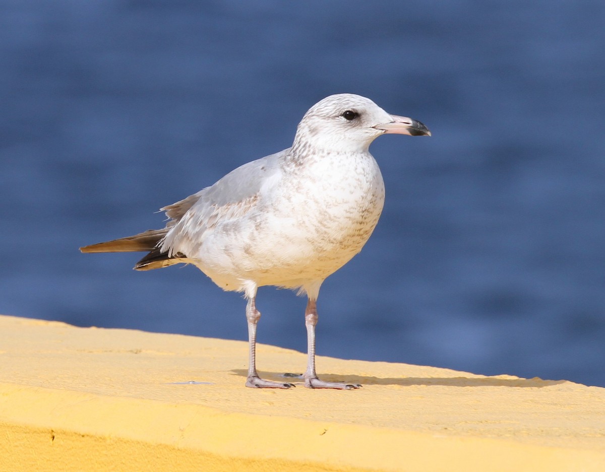 Ring-billed Gull - ML612228684