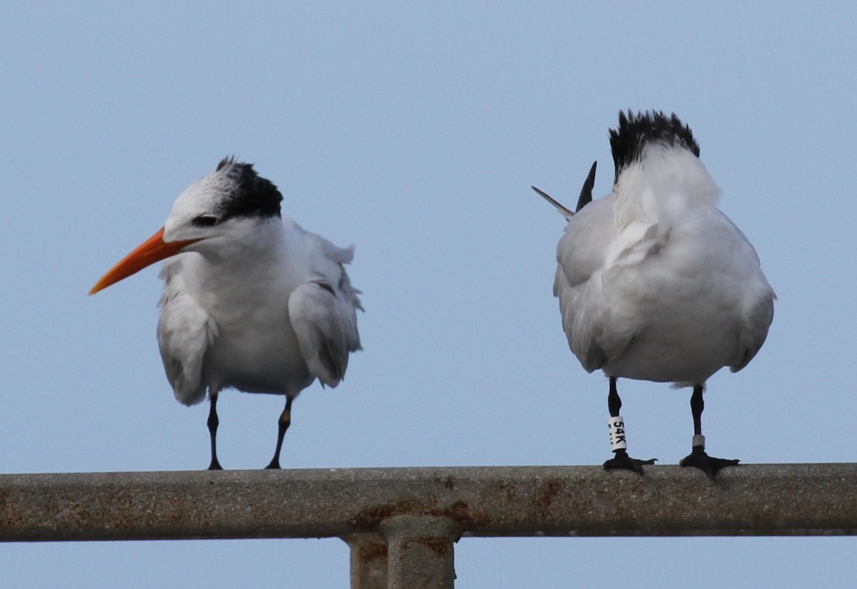 Royal Tern - Lisa Yntema