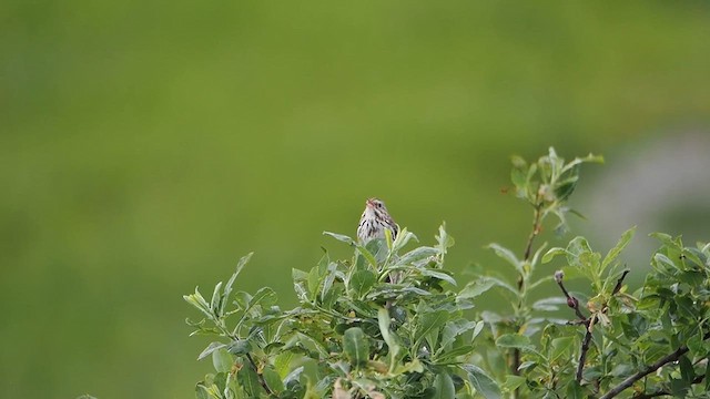 Savannah Sparrow - ML612228740