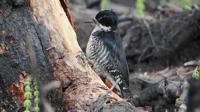 Black-backed Woodpecker - ML612228801