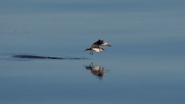 Parasitic Jaeger - ML612228828