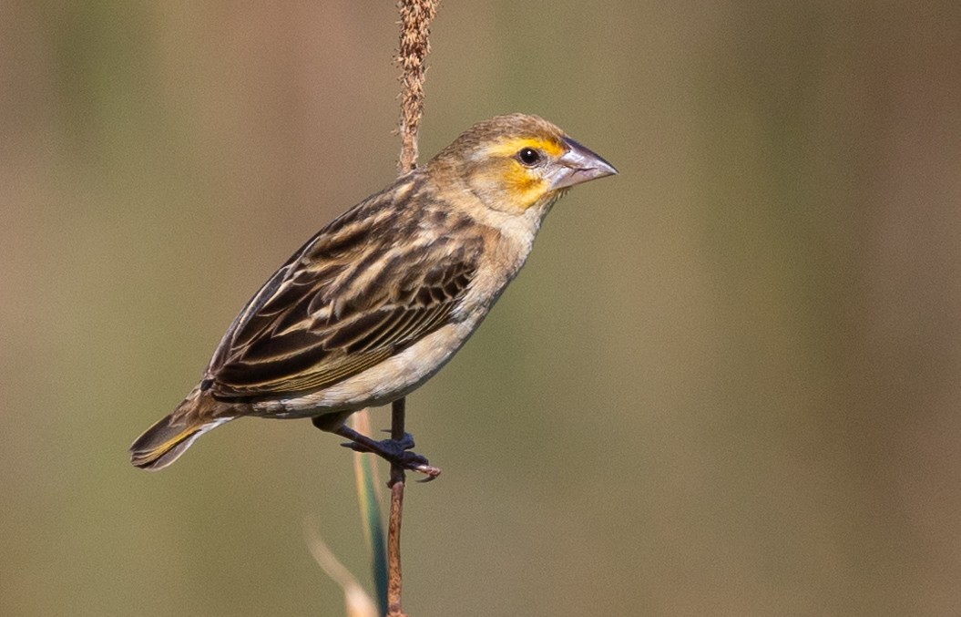 Red-headed Quelea - Michael Buckham